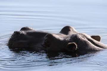 Hippopotamus