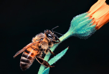Beautiful  Bee macro in green nature - Stock Image