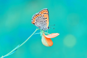 Closeup beautiful butterfly sitting on the flower.