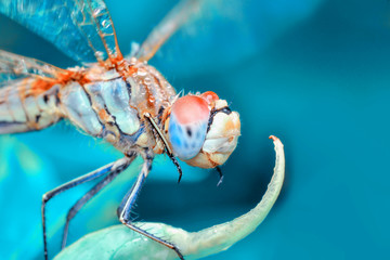 Macro shots, showing of eyes dragonfly and wings detail. Beautiful dragonfly in the nature habitat.