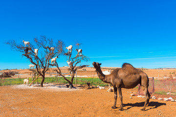 Goats climbed a tree and eat leaves, Essaouira, Souss-Massa-Draa region, Marocco. Copy space for text.