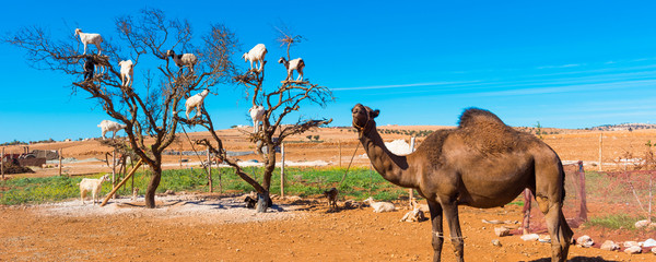 Goats climbed a tree and eat leaves, Essaouira, Souss-Massa-Draa region, Marocco.