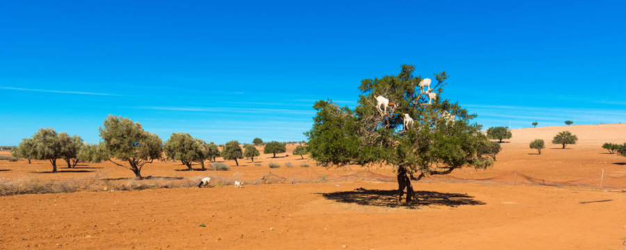 Goats climbed a tree and eat leaves, Essaouira, Souss-Massa-Draa region, Marocco. Copy space for text.