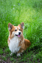 corgi fluffy portrait