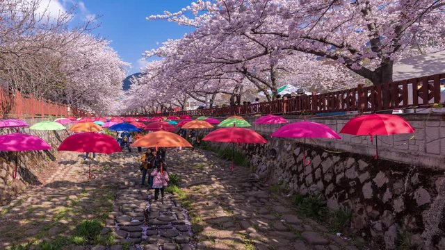 Time lapse of Jinhae at Gyeonghwa station is the largest cherry blossom festival in Korea.Tourists taking photos of the beautiful scenery around Jinhae,South Korea 