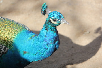Fototapeta premium Bird Peacock