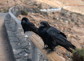 Cuervo Fuerteventura