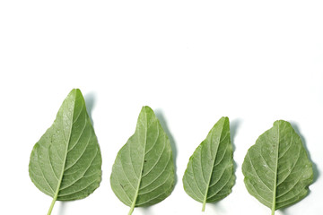 Picture of spinach / Amaranthus spp. leafs that usually used for cooking. Shoot on a white isolated background.