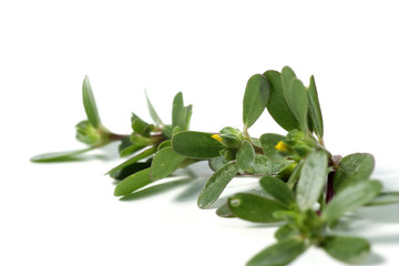 purslane plant or Portulaca, one of herbs that can used fo medical purpose as medicine. Shoot on a...