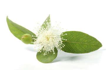 Guava / psidium guajava leafs with flower on a white isolated background