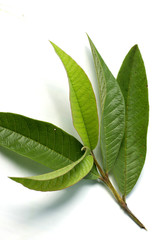 Guava / psidium guajava leafs on a white isolated background