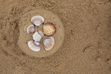 Holiday concept. Top view on sand cake decorated with seashells