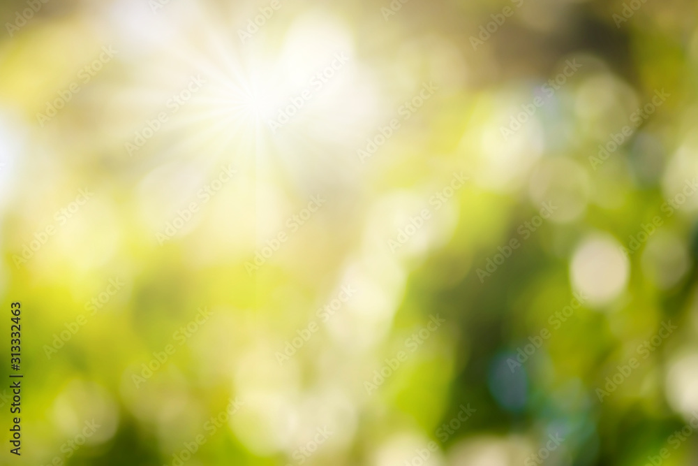 Canvas Prints bokeh blur tree nature background with sunlight on summer. spring season.