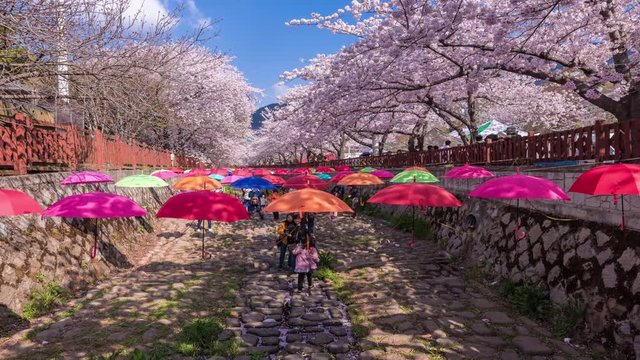 Time lapse of Jinhae at Gyeonghwa station is the largest cherry blossom festival in Korea.Tourists taking photos of the beautiful scenery around Jinhae,South Korea 
