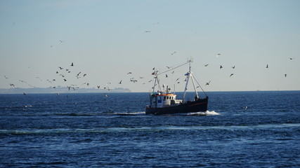 Fishing boat sailing on ocean with flock of birds in Denmark