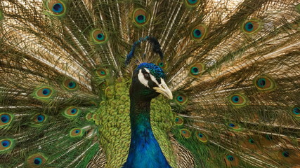 Closeup of majestic male peacock with feathers