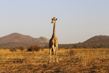 Giraffe blending into the scenery
