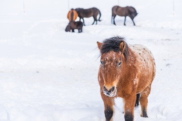 On a winter day the horse standing on the snowy pasture stares straight ahead. In the background a...