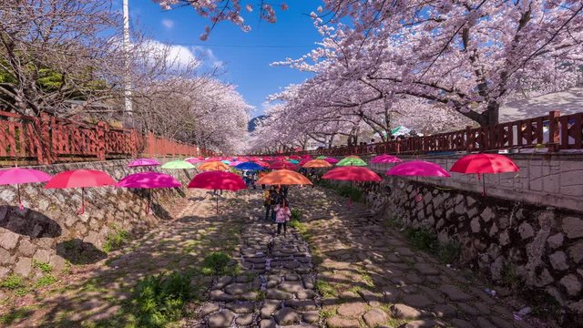 Time lapse of Jinhae at Gyeonghwa station is the largest cherry blossom festival in Korea.Tourists taking photos of the beautiful scenery around Jinhae,South Korea 