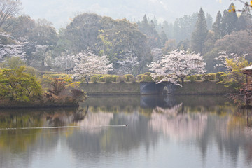 Fototapeta premium 都城観音池公園の桜 