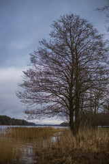Obraz na płótnie Canvas tree in winter