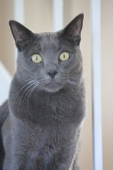 Russian Blue Kitty