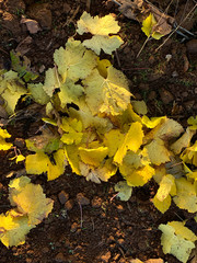 Looking down on golden leaves fallen from grapevines, contrasting with dark soil, highlighted by afternoon sun.