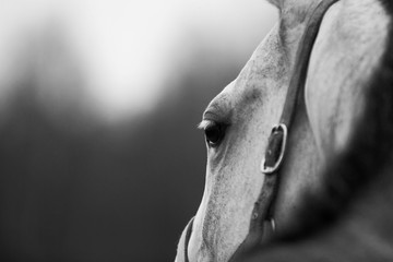 black and white close up of horse face