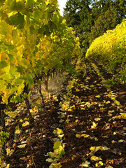 Naklejka premium Looking down between rows in a fall vineyard, vines in gold and leaves drifted into lines in furrows tilled into the soil.