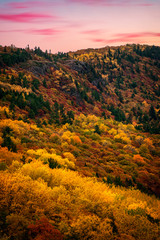 Fototapeta premium autumn