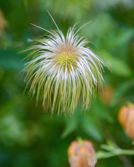 Flowers From Around the World