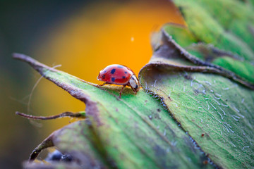 Macro of ladybug on a blade of grass in the morning sun Ladybug - bug. Natural insecticide that destroys pests of crops. A closeup of a ladybug.