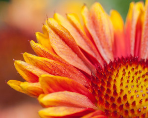 Flowers From Around the World