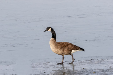 Fototapeta premium Goose on Ice