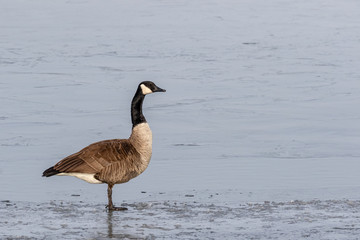 Goose on Ice