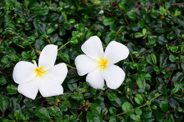  Beautiful white flowers Looked fresh On a natural background