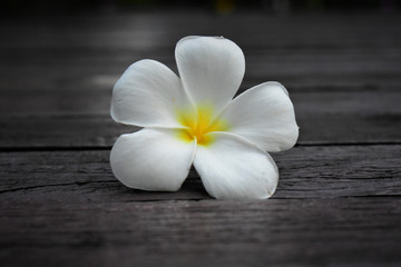 Fototapeta na wymiar Beautiful white flowers Looked fresh On a natural background