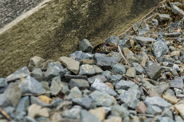 Northern spotted skink, Oligosoma kokowai