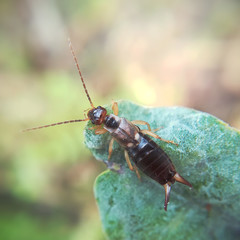 Common earwig, Forficula auricularia