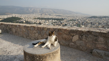 Majestic cat enjoying sun and overlooking Athens, Greece