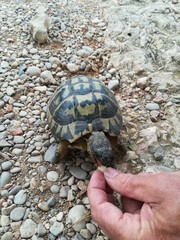 TORTUGA EN SIERRA DE IRTA