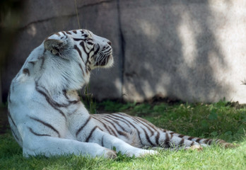 Beautiful wild animal Bengal white tiger (bleached tiger), in Al Ain  Zoo, Safari Park, Al Ain, United Arab Emirates