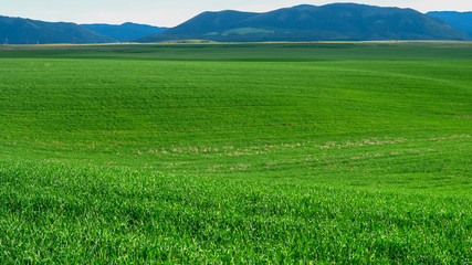 wide angle shot of a green wheat field in idaho