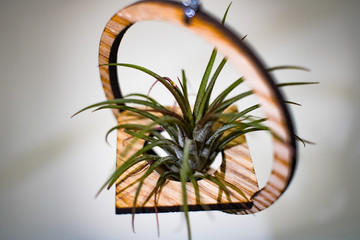 Air Plants Are Incredibly Diverse