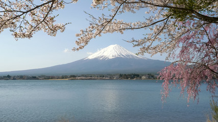 mount fuji calm and a calm lake kawaguchi