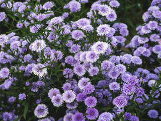 Fototapeta premium Pink,purple Margaret Flowers in garden. at Chiang Mai, Thailand