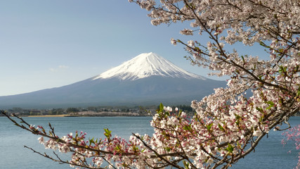 close up of a cherry branch in bloom with mt fuji in the distance at kawaguchiko