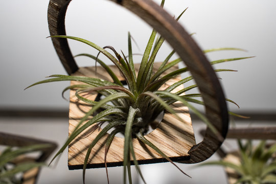 Air Plants Are Incredibly Diverse