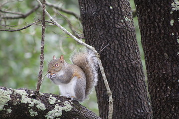 squirrel on tree