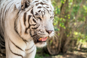Fototapeta na wymiar Beautiful wild animal Bengal white tiger (bleached tiger), in Al Ain Zoo, Safari Park, Al Ain, United Arab Emirates